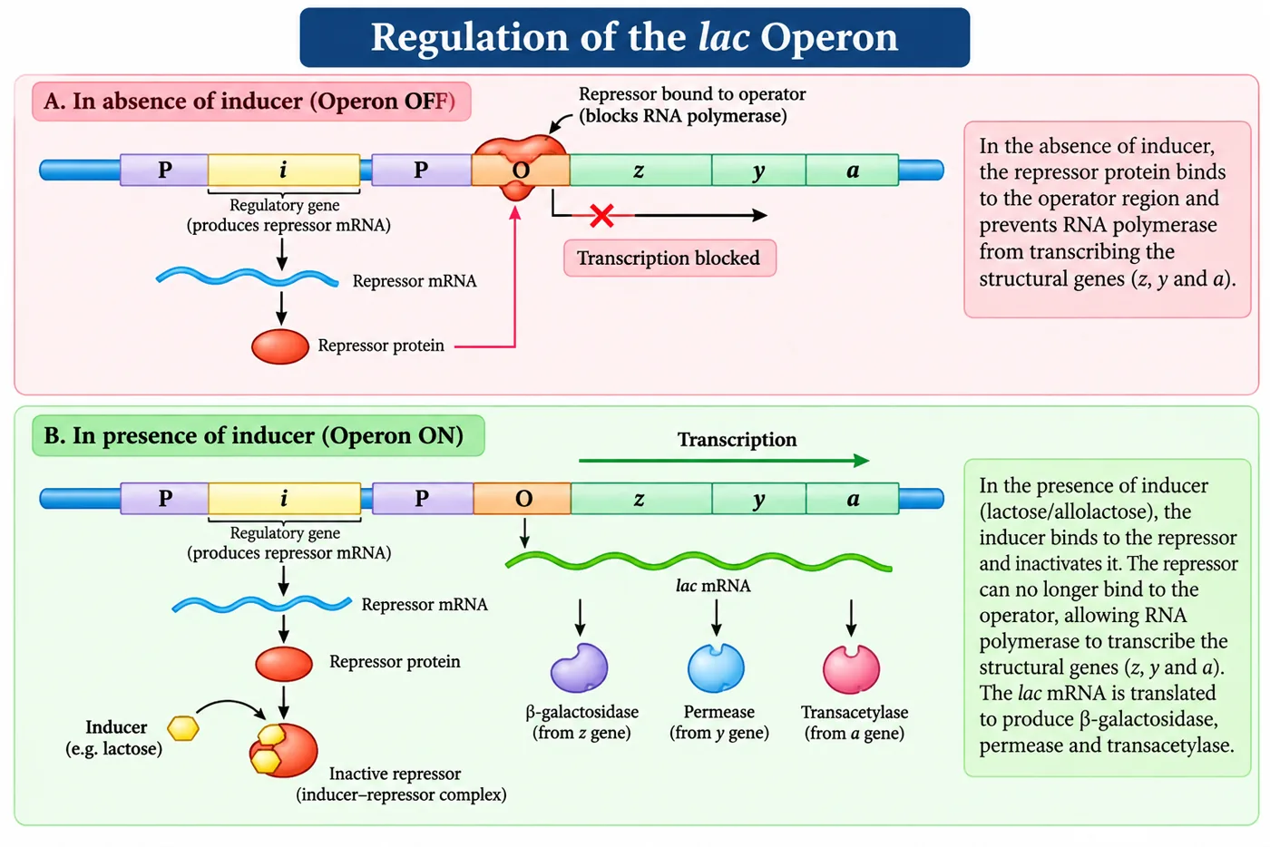 Lac operon off: the i gene makes repressor that binds the operator and blocks transcription of z, y and a. Lac operon on: lactose binds the repressor, inactivating it, so z, y and a are transcribed into beta-galactosidase, permease and transacetylase