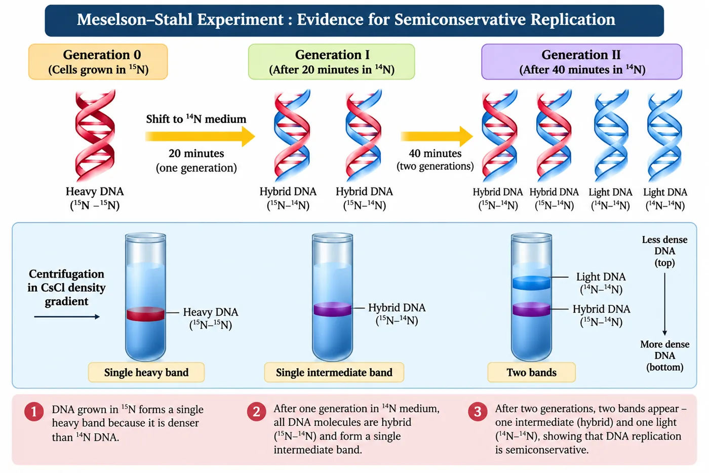 E. coli DNA grown in 15N shows a single heavy band in CsCl; after one generation in 14N a single hybrid band; after two generations a hybrid band and a light band