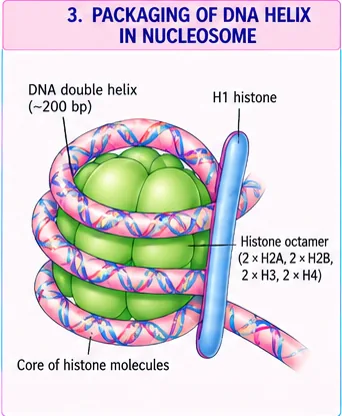A nucleosome: DNA double helix of about 200 base pairs wrapped around a histone octamer of two each of H2A, H2B, H3 and H4, with H1 histone on the outside