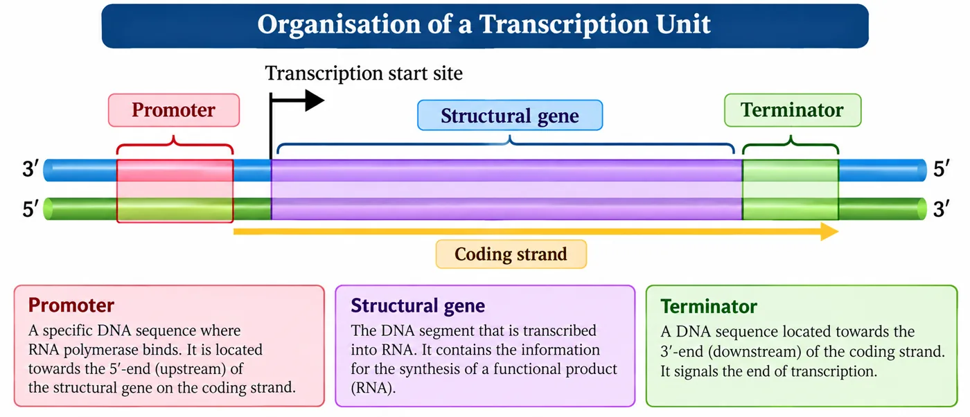 A DNA segment with the promoter, transcription start site, structural gene and terminator marked on two strands, the lower 5'-to-3' strand labelled coding strand