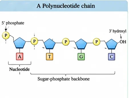 A chain of nucleotides with bases A, T, G and C joined by phosphate groups, with a 5' phosphate end and a 3' hydroxyl end