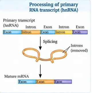 A primary transcript (hnRNA) of alternating exons and introns; splicing removes the introns as loops and joins the exons into mature mRNA