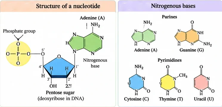 A nucleotide made of a phosphate group linked to the 5' carbon of a pentose sugar whose 1' carbon carries adenine; and structures of purines adenine and guanine and pyrimidines cytosine, thymine and uracil