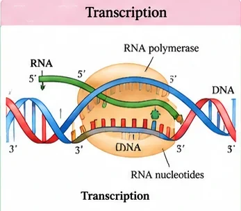 RNA polymerase moving along an unwound DNA, adding RNA nucleotides complementary to the template strand and releasing a growing RNA strand from its 5' end