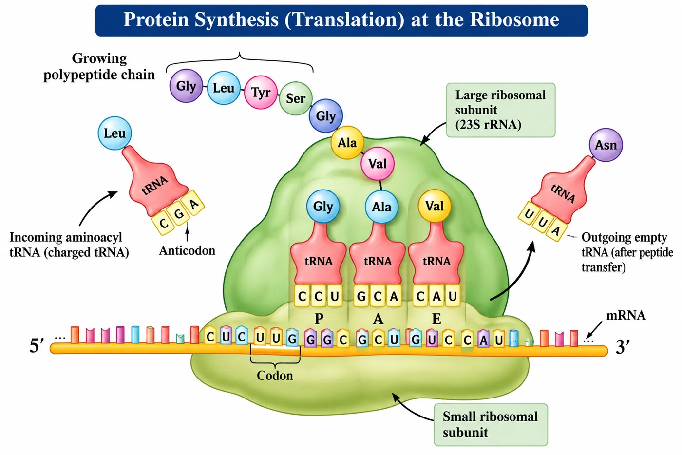 A ribosome with large and small subunits on an mRNA, tRNAs carrying amino acids in the binding sites, a growing polypeptide chain, an incoming charged tRNA and an outgoing empty tRNA