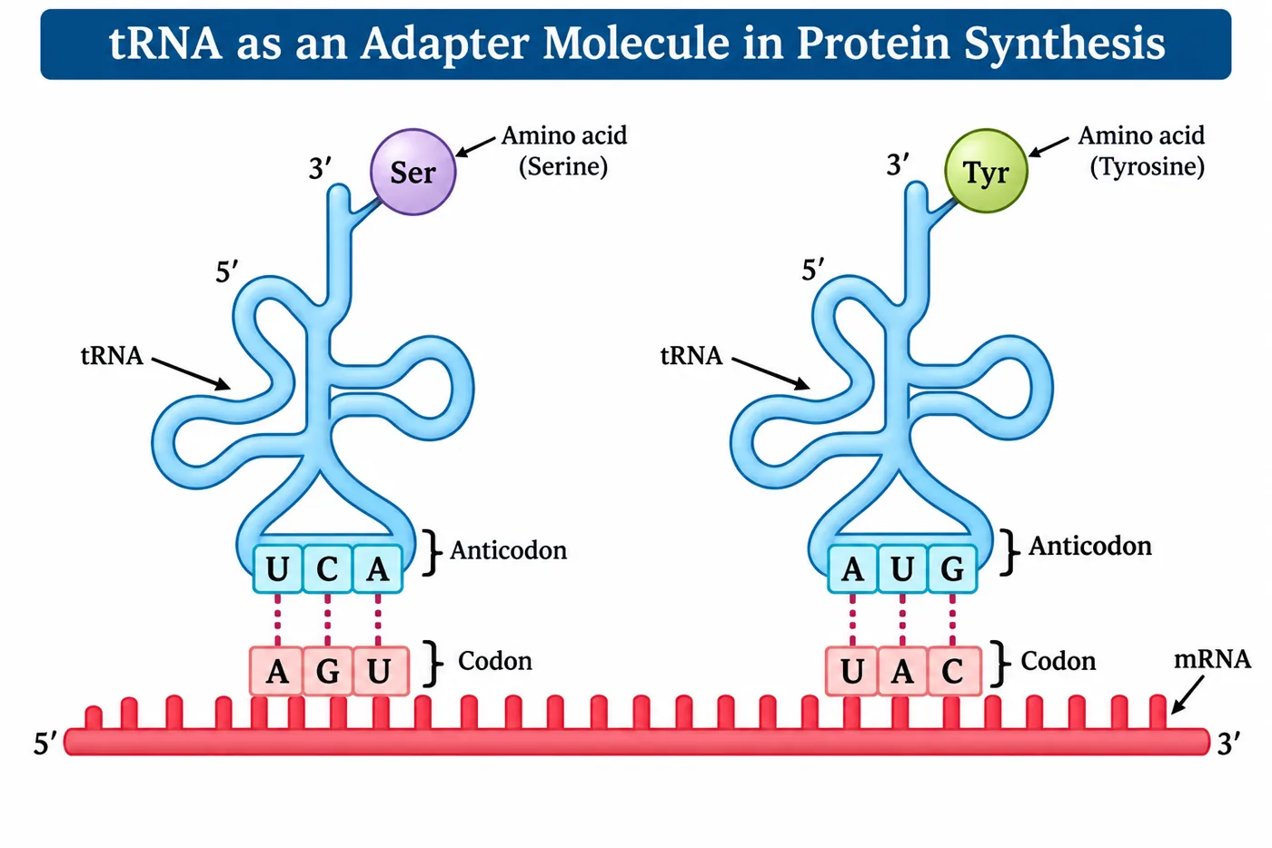 Two cloverleaf tRNAs carrying serine and tyrosine at their 3' ends, with anticodons UCA and AUG pairing with mRNA codons AGU and UAC