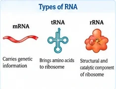 Three RNA types: a linear mRNA that carries genetic information, a cloverleaf tRNA that brings amino acids to the ribosome, and rRNA as a structural and catalytic part of the ribosome
