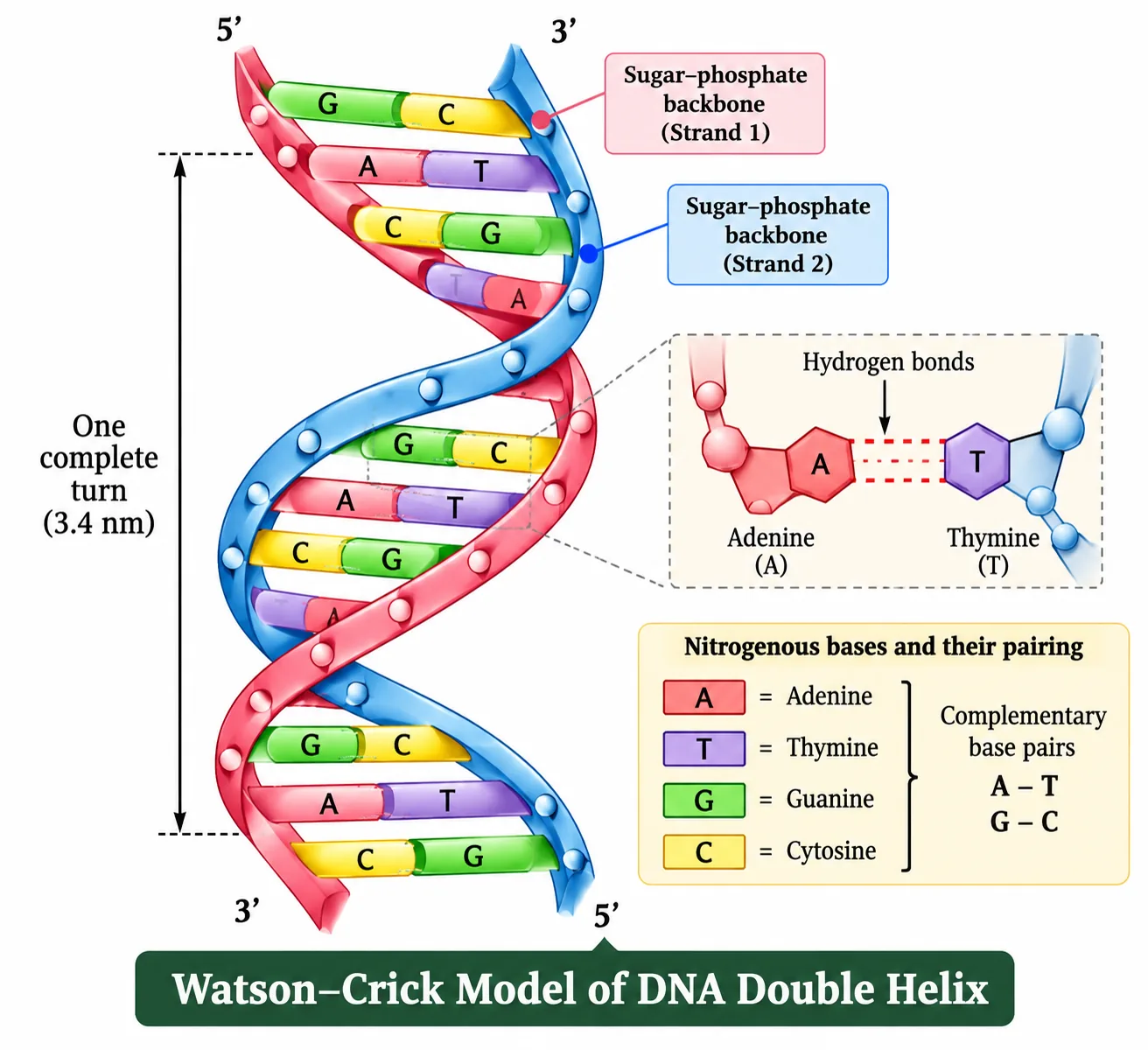 A right-handed double helix with two antiparallel sugar-phosphate backbones, base pairs A–T and G–C, one complete turn of 3.4 nm, and an inset of hydrogen bonds between adenine and thymine