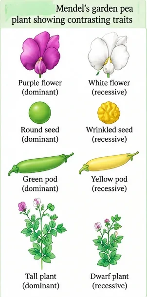 Pairs of contrasting pea traits: purple vs white flower, round vs wrinkled seed, green vs yellow pod, tall vs dwarf plant