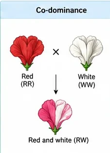 A red flower (RR) crossed with a white flower (WW) giving a flower with both red and white patches (RW)