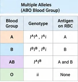 Table of ABO blood groups A, B, AB and O with genotypes IAIA or IAi, IBIB or IBi, IAIB and ii, and the antigens on red blood cells