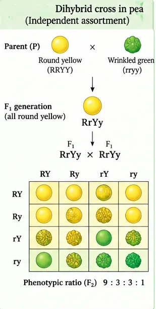 Dihybrid cross: round yellow (RRYY) crossed with wrinkled green (rryy) gives RrYy in F1; a 4 × 4 Punnett square of RrYy × RrYy gives a 9:3:3:1 phenotypic ratio