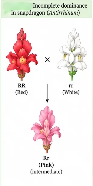 Red snapdragon (RR) crossed with white snapdragon (rr) produces pink snapdragon (Rr)