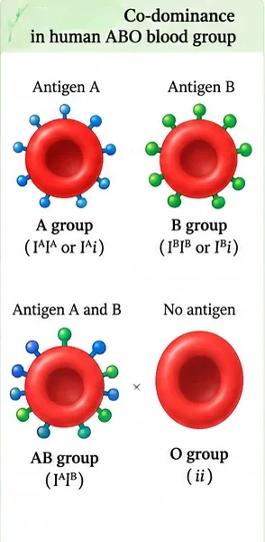 Red blood cells with antigen A (group A), antigen B (group B), both antigens (group AB) and no antigen (group O), with genotypes
