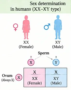 XX female and XY male; sperm carry X or Y while the ovum always carries X; X sperm gives XX female and Y sperm gives XY male