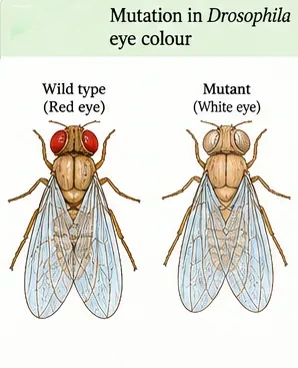 A wild-type Drosophila with red eyes and a mutant Drosophila with white eyes