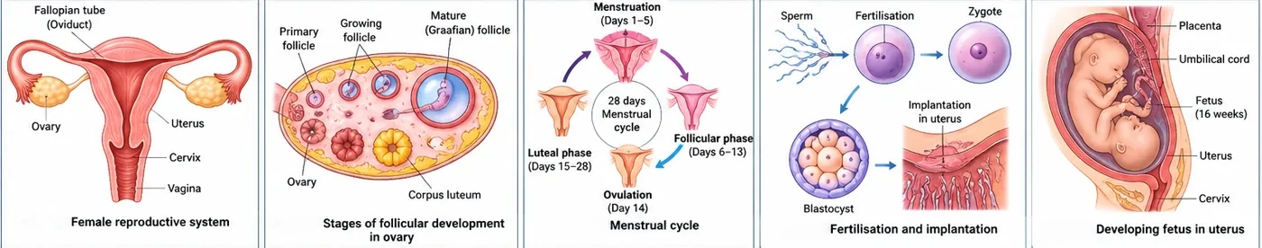 Five panels: female reproductive system, follicular development in the ovary, the 28-day menstrual cycle with phases, fertilisation and implantation of the blastocyst, and a developing foetus in the uterus