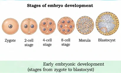 Stages of early embryo development: zygote, 2-cell, 4-cell and 8-cell stages, morula and blastocyst