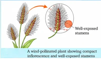 A grass-like plant with compact spike inflorescences and an enlarged view showing well-exposed stamens