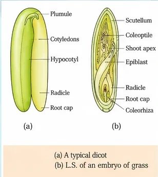 A typical dicot embryo with plumule, two cotyledons, hypocotyl, radicle and root cap, beside an L.S. of a grass embryo with scutellum, coleoptile, shoot apex, epiblast, radicle, root cap and coleorhiza