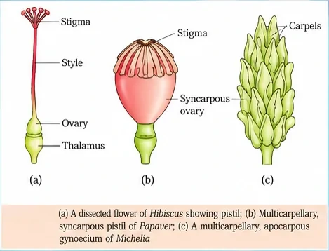 A dissected Hibiscus pistil with stigma, style, ovary and thalamus; a multicarpellary syncarpous pistil of Papaver; and a multicarpellary apocarpous gynoecium of Michelia
