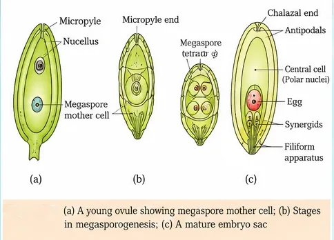 A young ovule with micropyle, nucellus and megaspore mother cell; a megaspore tetrad; and a mature embryo sac with antipodals at the chalazal end, central cell with polar nuclei, egg, synergids and filiform apparatus at the micropylar end