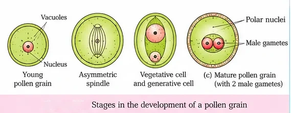 Young pollen grain with a central nucleus, asymmetric spindle during mitosis, a pollen grain with a large vegetative cell and a small generative cell, and a mature pollen grain with two male gametes
