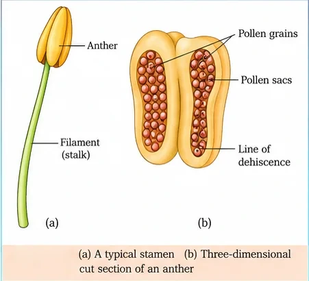 A typical stamen with anther and filament, and a three-dimensional cut section of an anther showing pollen sacs filled with pollen grains and the line of dehiscence
