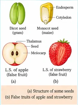 A dicot gram seed, a monocot maize seed with endosperm and cotyledon, an L.S. of apple showing thalamus, seed and mesocarp, and an L.S. of strawberry