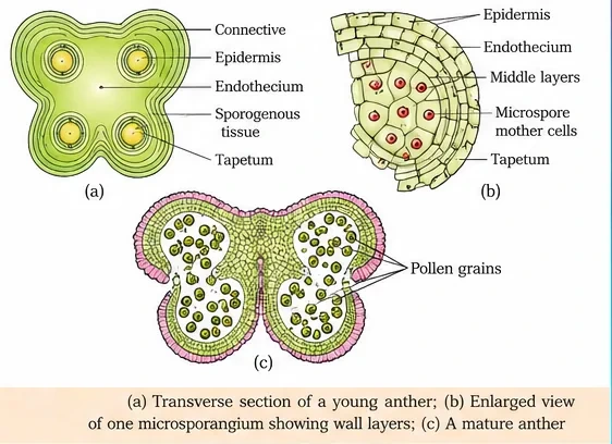 Transverse section of a young four-lobed anther with sporogenous tissue and tapetum, an enlarged microsporangium showing epidermis, endothecium, middle layers, tapetum and microspore mother cells, and a mature dehisced anther full of pollen grains
